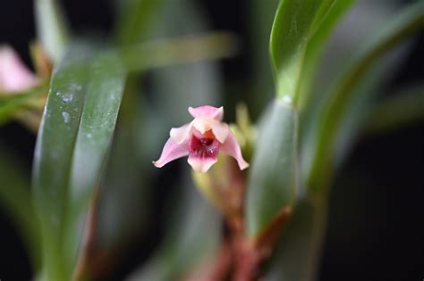 MaxillariaMax variabilis White and Red ランに魅せられて