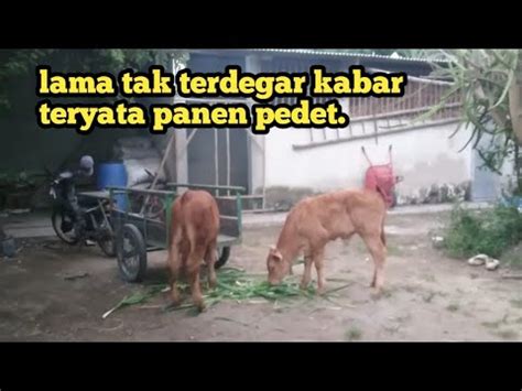 Peternak Breeding Wajib Simak Usaha Dan Doa Yang Membuahkan Hasil