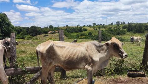 Bois S O Encontrados Em Situa O De Magreza Extrema Em Ch Cara De Sp