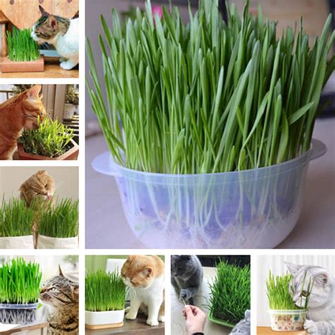 Cat Grass Seeds Organic Non Gmo 200seeds Pack Lazada Ph