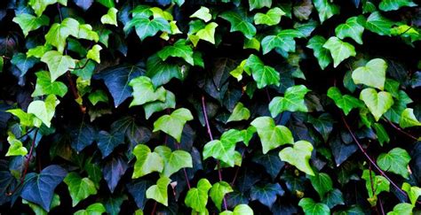 English Ivy Hedera Helix Best Care Hacks Ivy Plants Plants