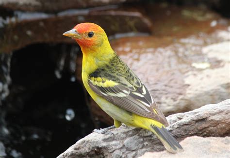 Western Tanager - East Cascades Audubon Society