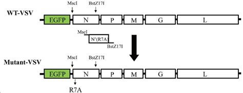 Construction of recombinant VSV with mutant N gene. To construct the... | Download Scientific ...