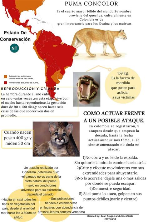 Infografía Puma Concolor Imagenes de los pumas Felido Infografia de