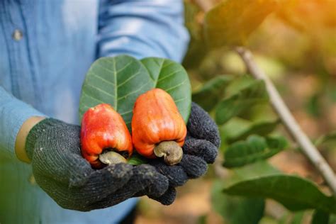 The Sustainable Journey Of Organic Cashew Nut