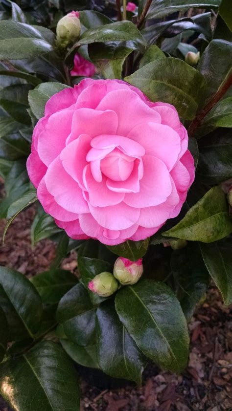 Camellia Heaven Flowers Tallahassee Fl Tallahassee S Best Supplier Of