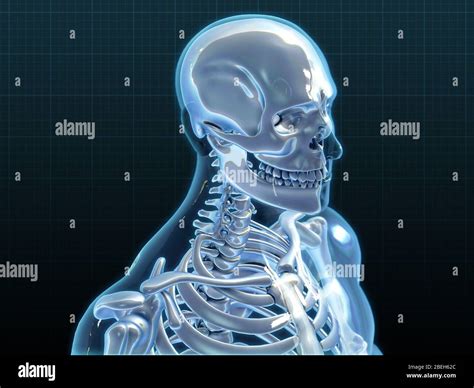 Ilustraciones De Arte Esqueleto Fotograf As E Im Genes De Alta