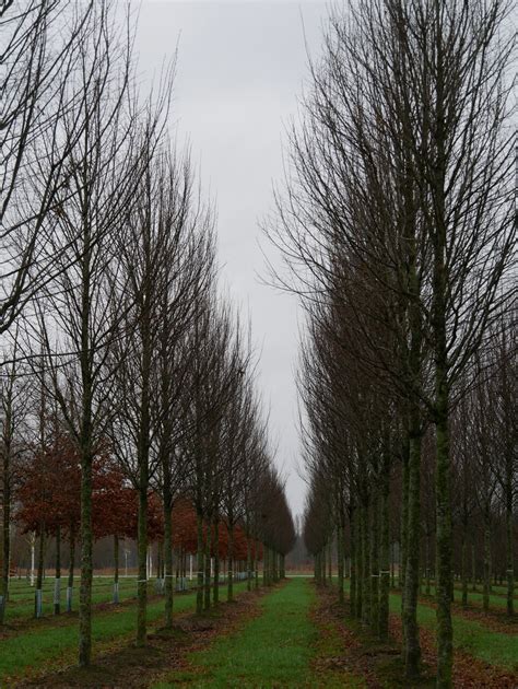 Carpinus Betulus Fastigiata Carpinus Betulus Fastigiata Van Den