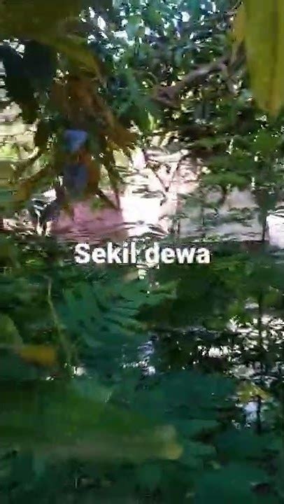 Cara Jitu Tebang Pohon Dekat Rumah Youtube