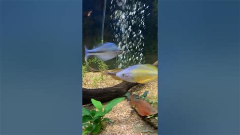 Alleni Waponga Rainbow Fish Sparring Youtube