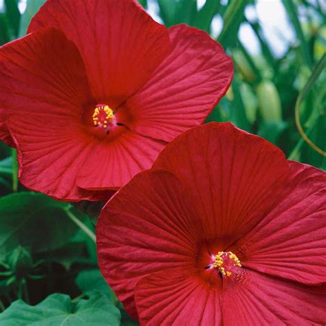 Hibiscus Seed Luna Red Hardy Hibiscus Flower Seeds 10 - Etsy