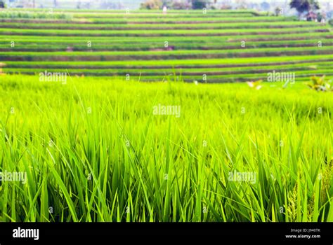 Rice Fields Terraces With Fresh Young Rice In Bali Indonesia Stock