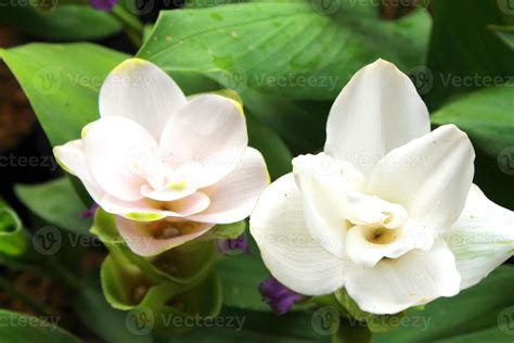 White Siam tulip flowers is called Krachai flower , Curcuma sessilis