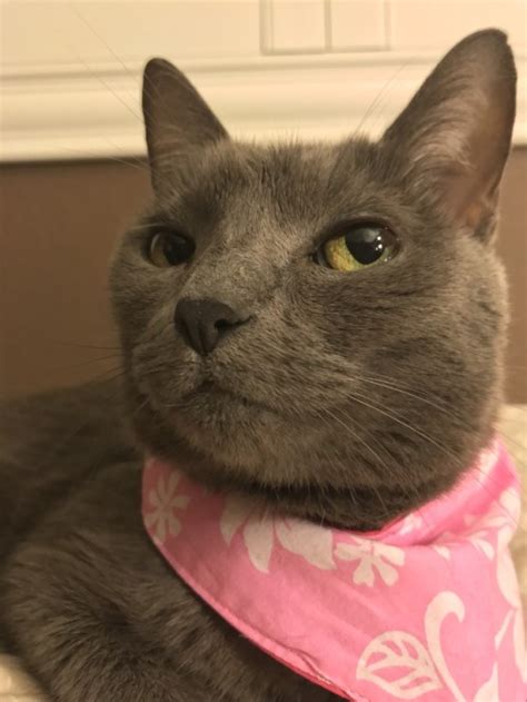 Pepper Loves Her New Bandana Submitted By Tuliq