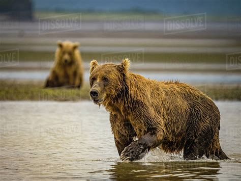 Coastal Brown Bears Ursus Arctos Horribilis Fishing For Salmon In