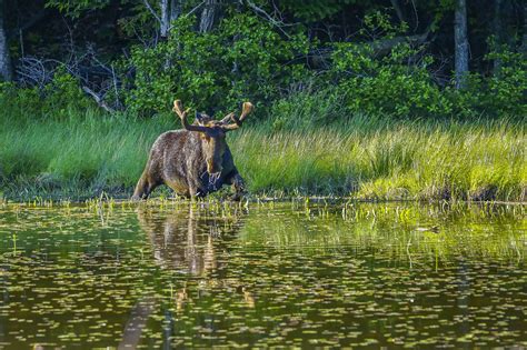 Bull Moose | Maine Moose | Bob Innella Photography