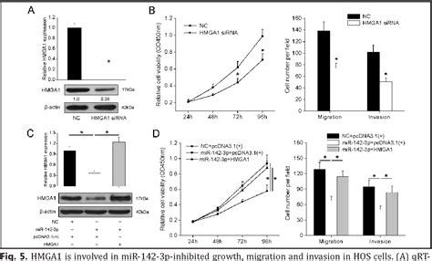 Figure From Mir P Functions As A Potential Tumor Suppressor In