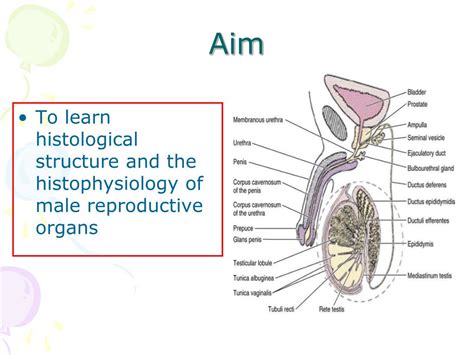 Anatomy Of The Male Reproductive System Diagram Notes In Sci