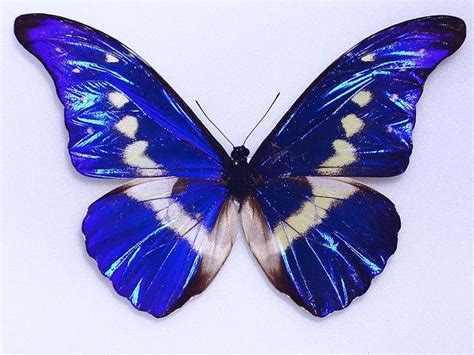 Morpho Helena | Colorful moths, Butterfly pictures, Butterfly images