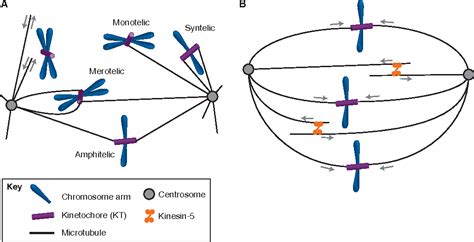 Figure 1 From Towards A Quantitative Understanding Of Mitotic Spindle