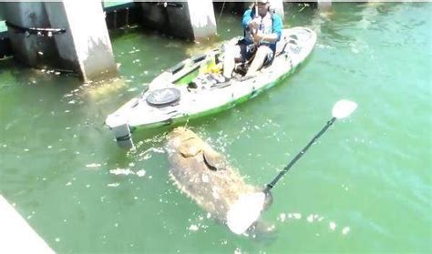 男子釣魚時差點被上鉤的大魚給拉到水裏，看見大魚後臉上掛滿笑容 每日頭條