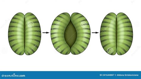 The Opening and Closing of Stomata. Stock Image - Image of biology ...