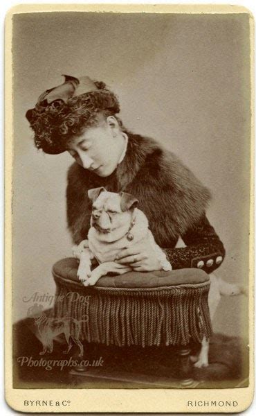 Reframing The Victorians The Representations Of Animals In The