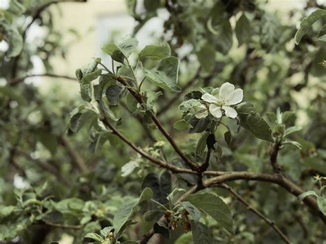 Apfelblüte Apfelbaum Zweig Kostenloses Foto auf Pixabay Pixabay