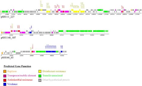 Linear Representation Of The Other Antimicrobial Resistance Plasmids