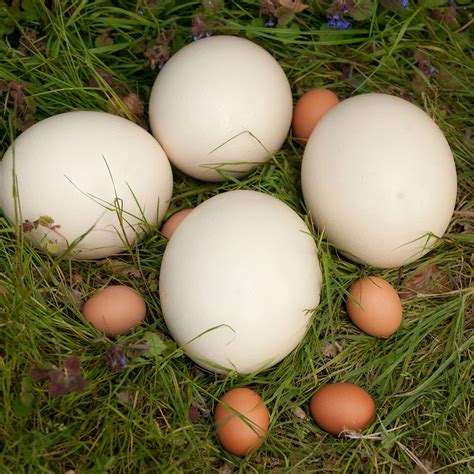 Waitrose is now selling giant ostrich eggs for £20 each, Ostrich Egg