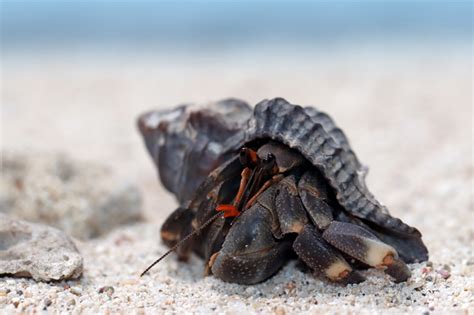 Comprehensive Hermit Crab Care Guide Hermit Crab