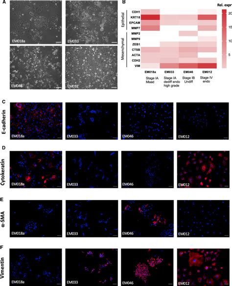 Monoclonal Mouse Anti Cytokeratin Antibody Agilent Technologies Bioz