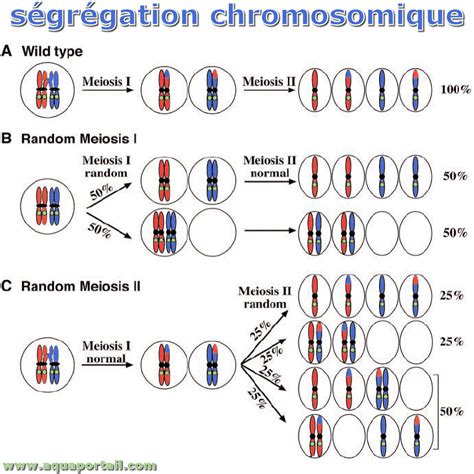 S Gr Gation Chromosomique D Finition Et Explications