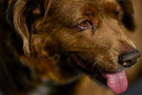 Bobi El Perro M S Longevo Del Mundo Seg N Los Record Guinness