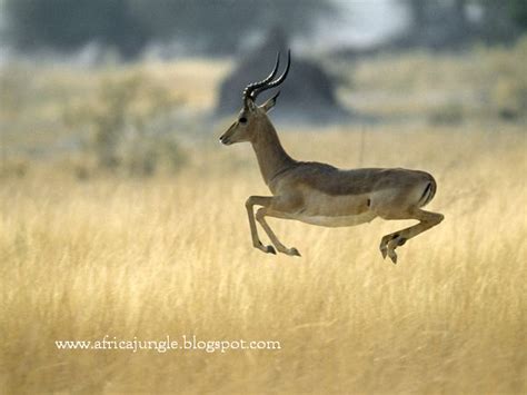 Africa Jungle,Jungle Drums of Africa: African Jungle Animals