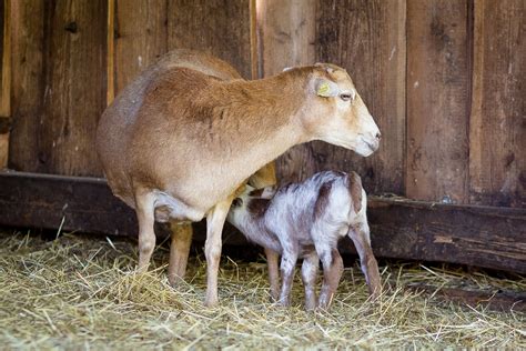 Wildpark Freut Sich Ber Nachwuchs Bei Ziegen Und Schafen