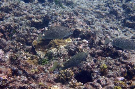 Snorkeling at Dravuni Island, Fiji