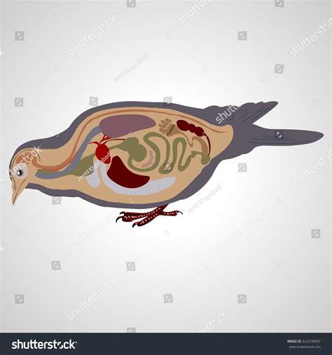 Internal Organs Birds Stock Illustration 532278097 Shutterstock