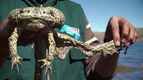 La Rana Gigante Del Lago Titicaca Esencia Cultural YouTube