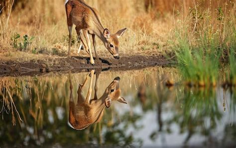 Premium Photo Deer Cautiously Approaching A Watering Hole