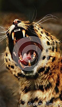 Leopard Roar Stock Image - Image: 18131391