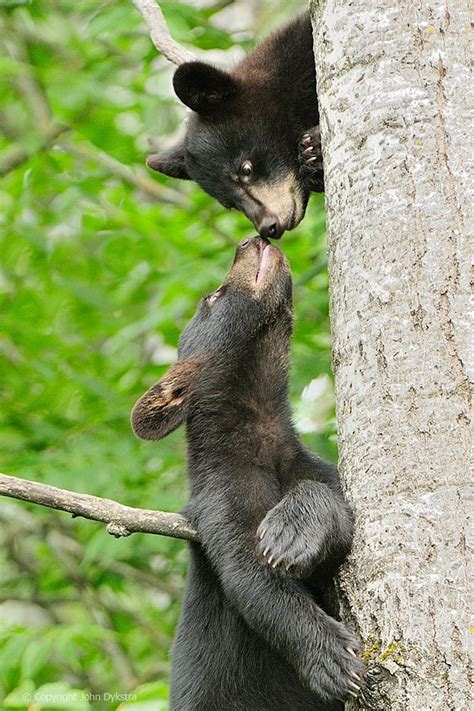 1000+ images about Black Bear & Cubs on Pinterest