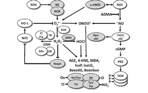 Redox Pathways Associated With Putative Biomarkers Of Oxidative Stress