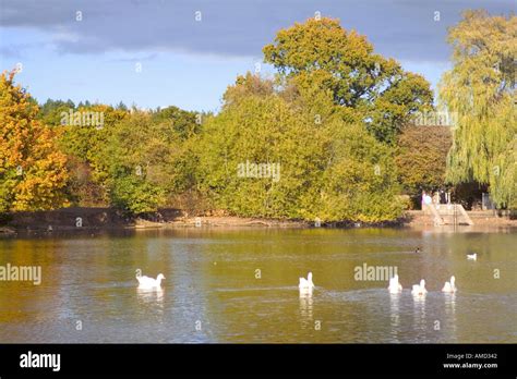 England London Enfield Trent Park Country Park Lake Ducks Stock Photo