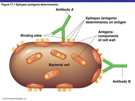 Ppt The Adaptive Immune System Powerpoint Presentation Free Download