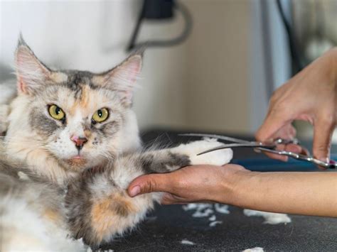 Cat Hair Loss 5 Reasons Why Your Cat Is Losing Hair Furry Insider