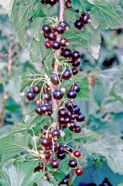 Blackcurrant Ribes Nigrum Ben Tirran In The Currants And