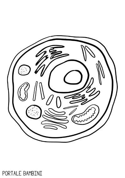 scoprite le nostre schede didattiche   quiz interattivi sulla cellula