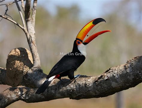 Martin Grace Photography | Toco Toucan (Common Toucan, Giant Toucan ...