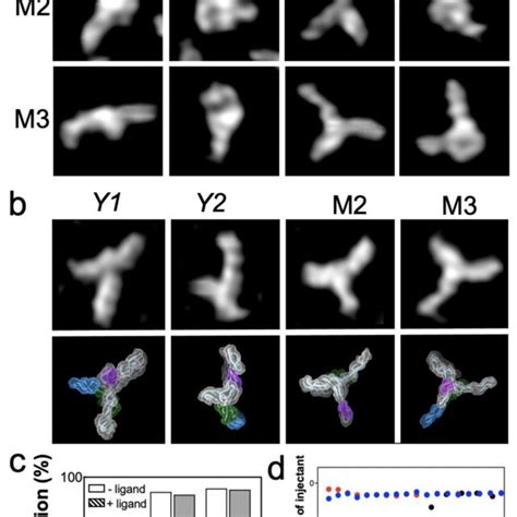 Effects Of Kl Interaction On Rcbl Folding A Major Conformations